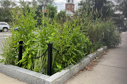Photo of a bioswale stormwater management system